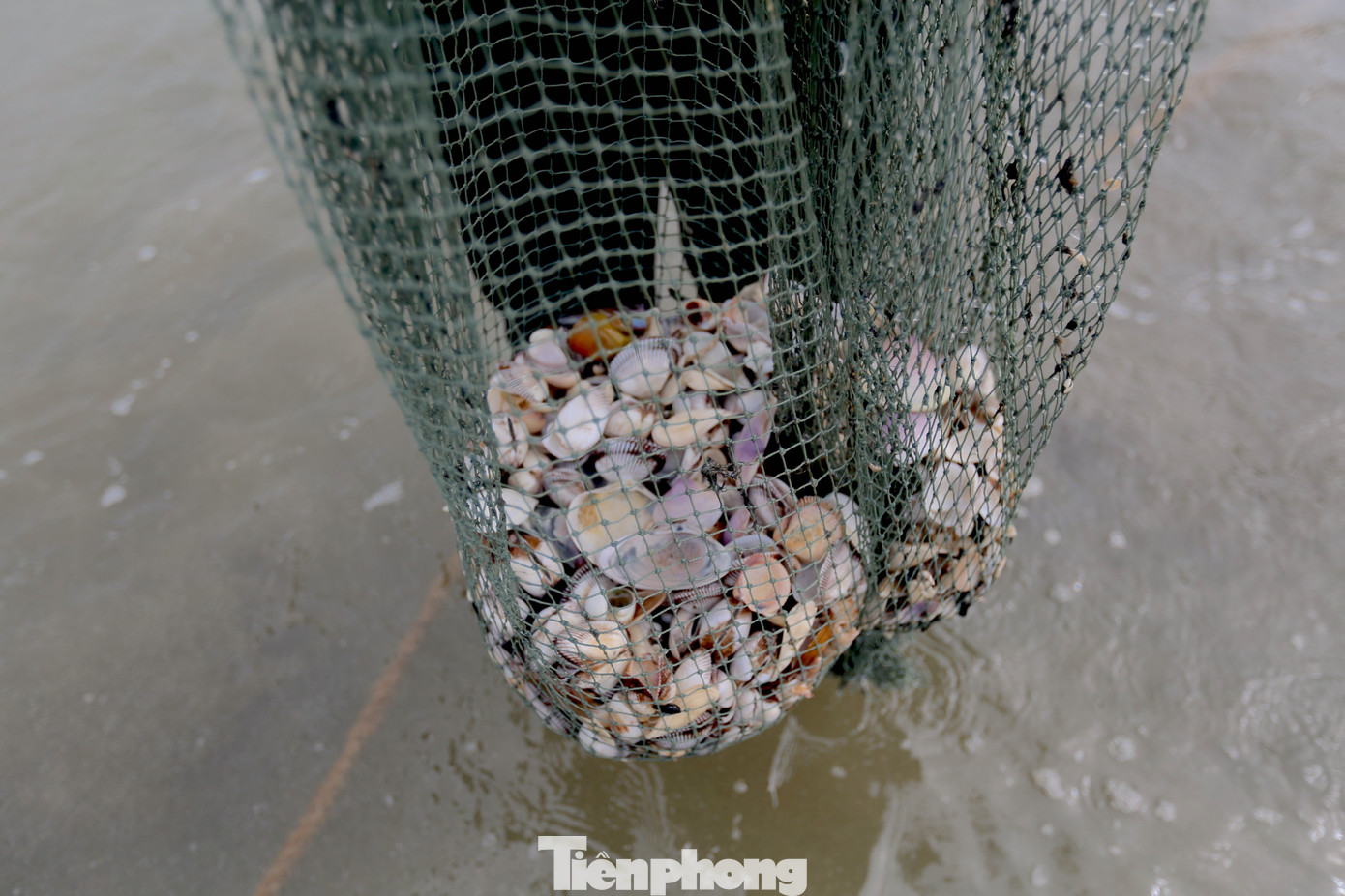 Sau khi phân loại sò, ngư dân bán cho thương lái ngay tại bờ với giá 10.000 – 12.000 đồng/kg. Nếu chăm chỉ mỗi gia đình có thể bỏ túi 700.000 - 1.500.000 đồng/ngày.