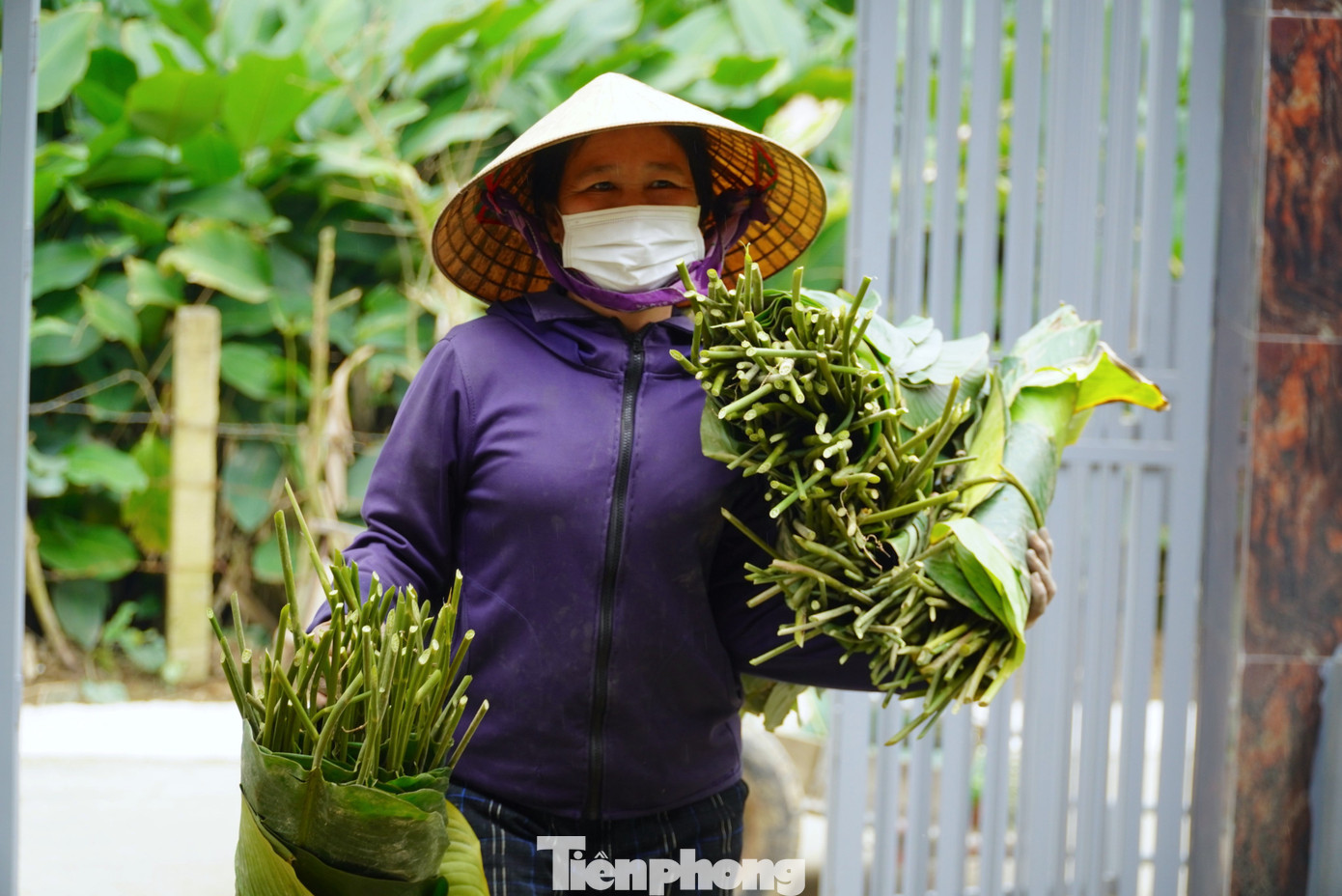 Gia đình bà Lê Thị Xuyến (60 tuổi) trồng lá dong trên 500m2 đất diện tích đất vườn. Những ngày này bà đang thu hoạch lá để bán cho các cơ sở làm bánh tại Hà Tĩnh và Vinh.