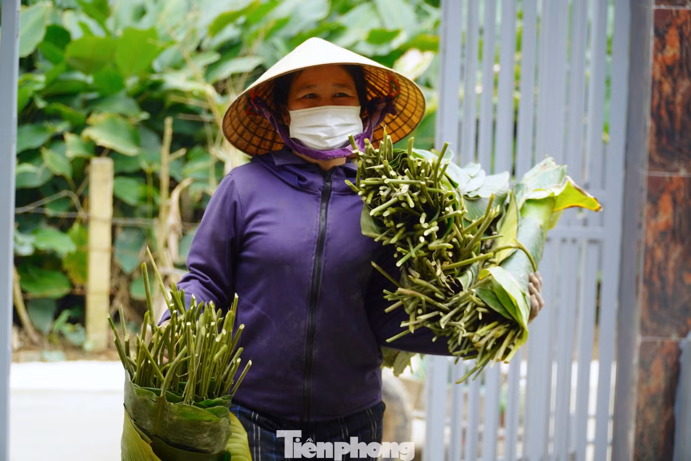 Gia đình bà Lê Thị Xuyến (60 tuổi) trồng lá dong trên 500m2 đất diện tích đất vườn. Những ngày này bà đang thu hoạch lá để bán cho các cơ sở làm bánh tại Hà Tĩnh và Vinh.
