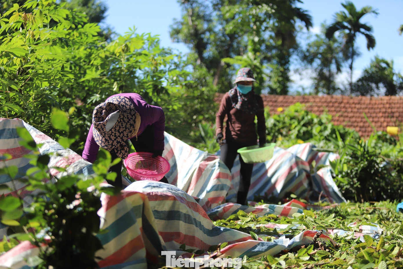 Trên cây có người hái, phía dưới người dân trải các tấm bạt để khi trám rơi xuống không bị bầm dập, thất lạc ở trong các bụi cây.