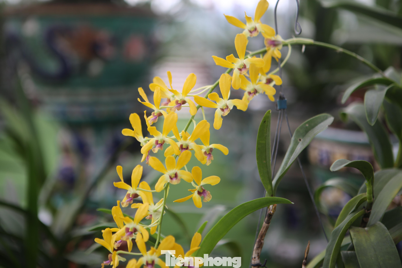 Còn đây là loài lan Penoda ra màu vàng, hoa nở trên 1 tuần mới tàn.