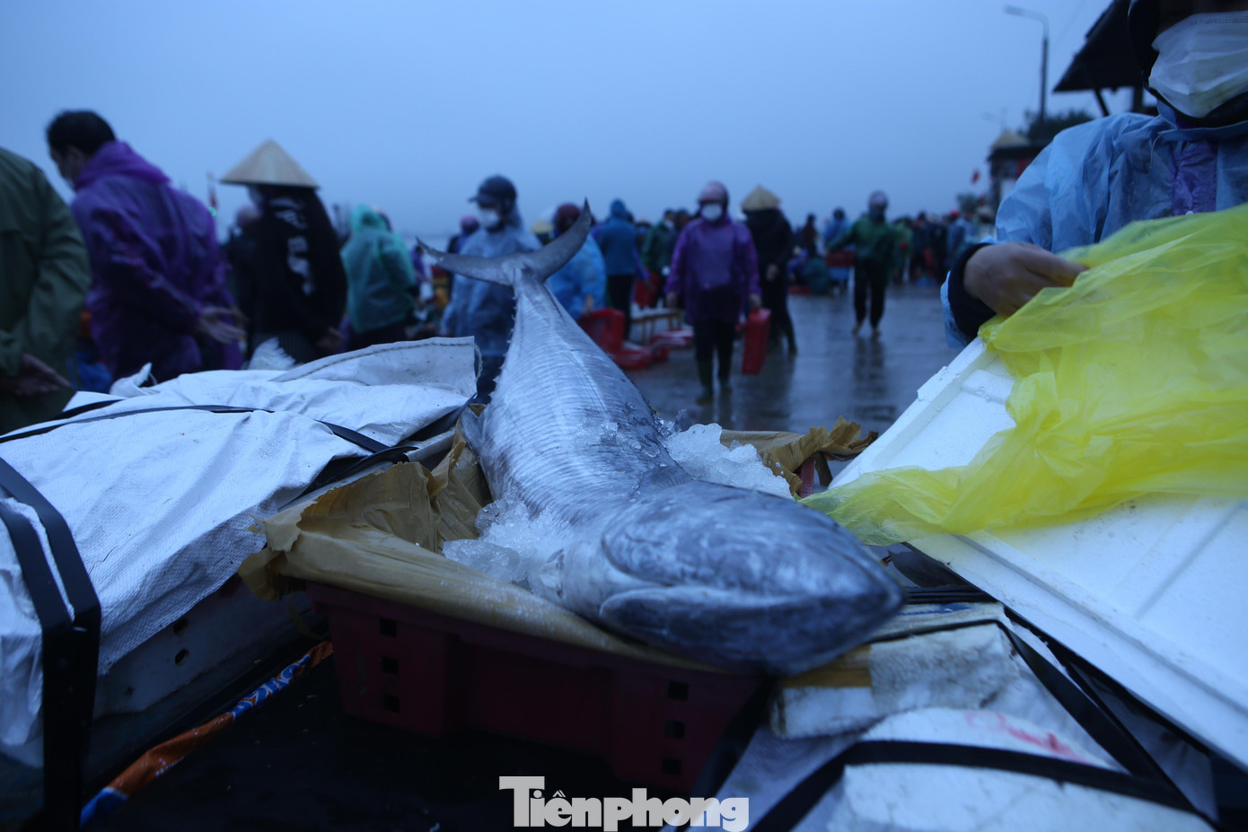 Những con cá thu được mua tại các thuyền rồi đưa về bán lẻ ở chợ TP Hà Tĩnh.