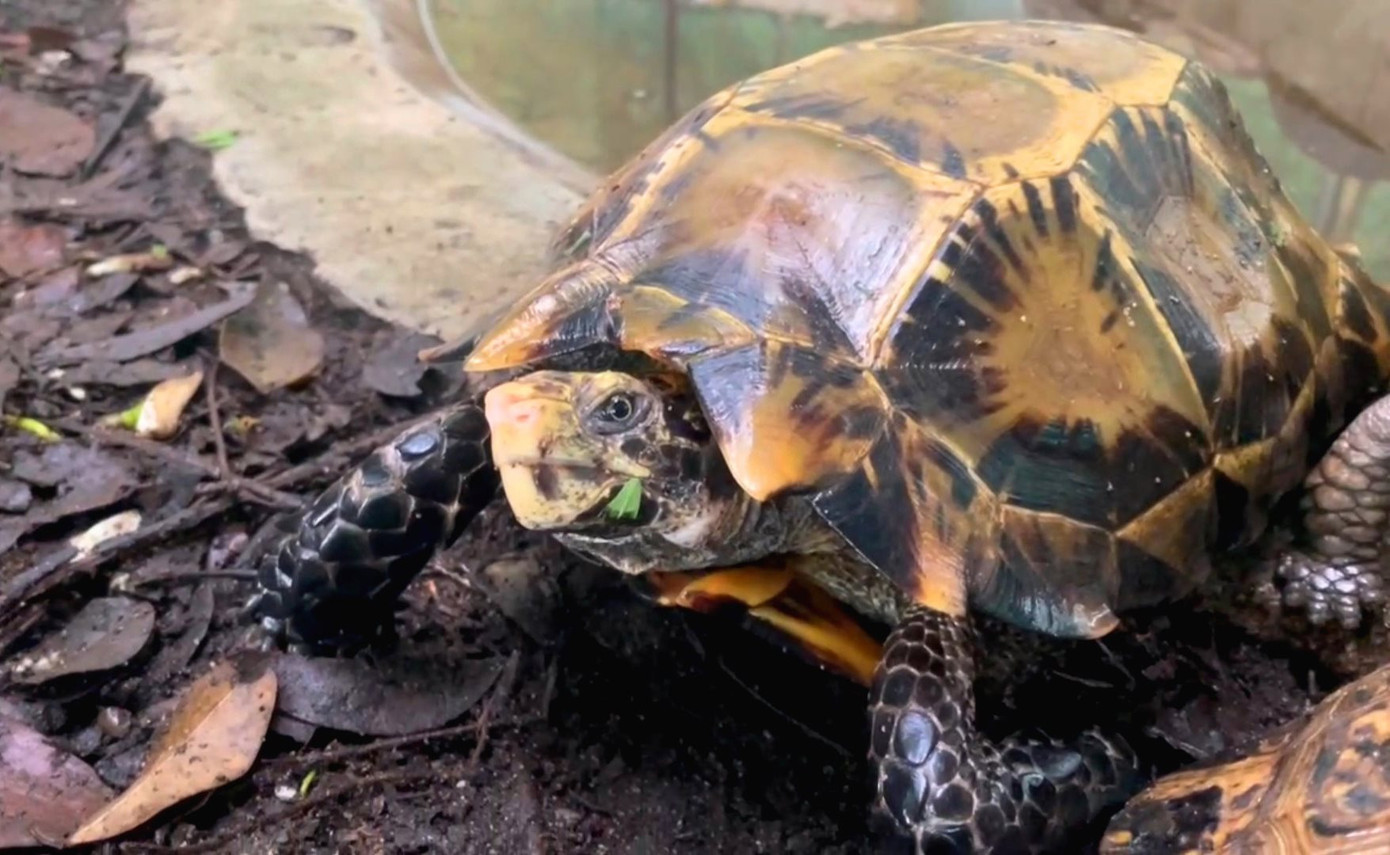 Con rùa núi vàng vừa được bàn giao cho Vườn Quốc gia Vũ Quang. Con rùa núi vàng vừa được bàn giao cho Vườn Quốc gia Vũ Quang.