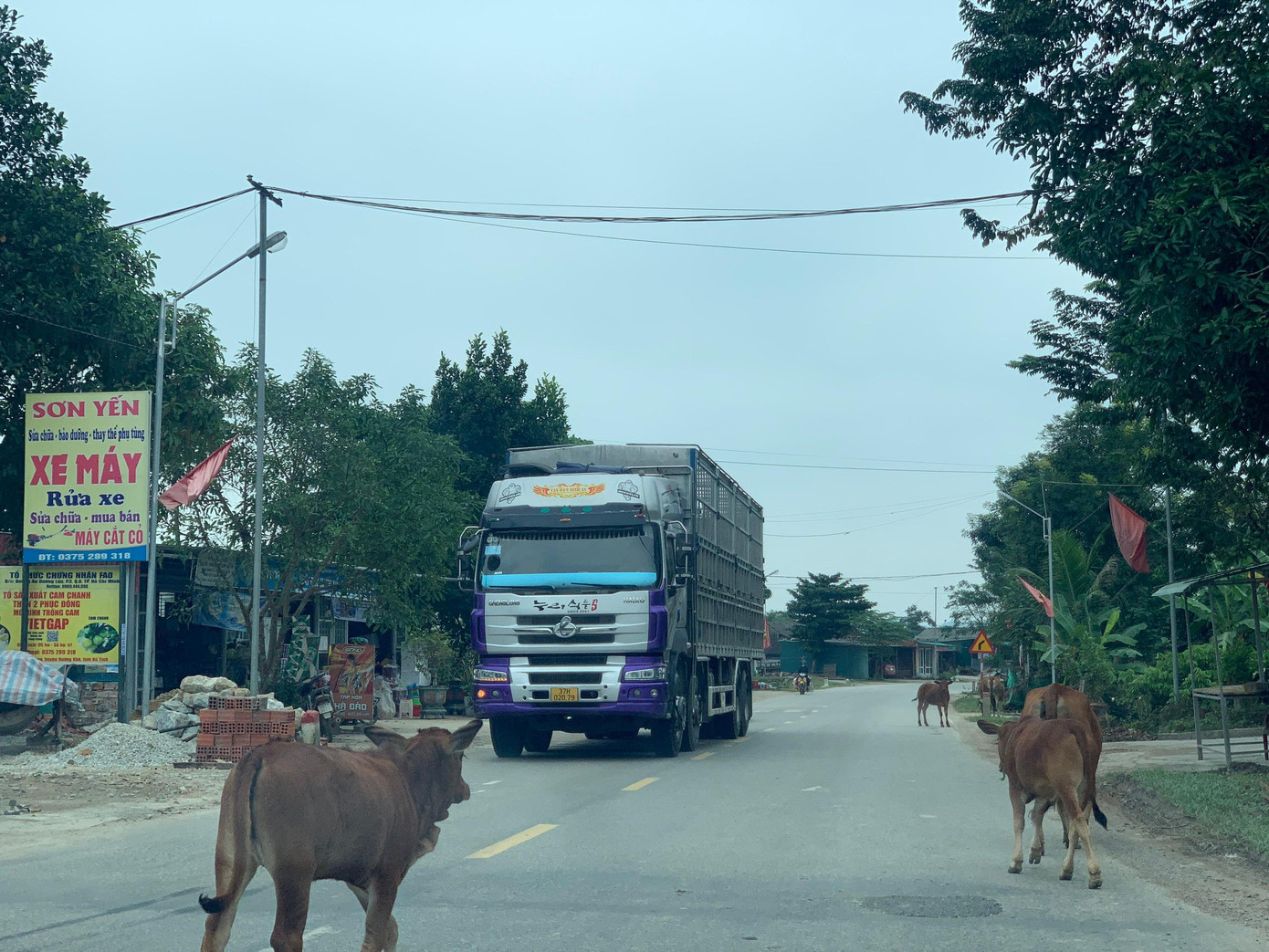 Hình ảnh ghi nhận tại đường quốc lộ ở huyện Hương Khê. Đàn bò thả rông, đi nghênh ngang giữa đường. Ông Lê Xuân Phú - Chủ tịch UBND xã Hà Linh (huyện Hương Khê, tỉnh Hà Tĩnh) cho hay, trong thời gian qua địa phương đã tuyên truyền người dân ý thức trong việc chăn thả trâu bò, đảm bảo không được thả rông trên các tuyến đường gây nguy hiểm cho người tham gia giao thông. Hiện tại địa phương chỉ mới theo hình thức tuyên truyền, vận động còn chưa xử lý trường hợp vi phạm nào. Mặc dù tuyên truyền nhiều nhưng ý thức người dân chưa cao.