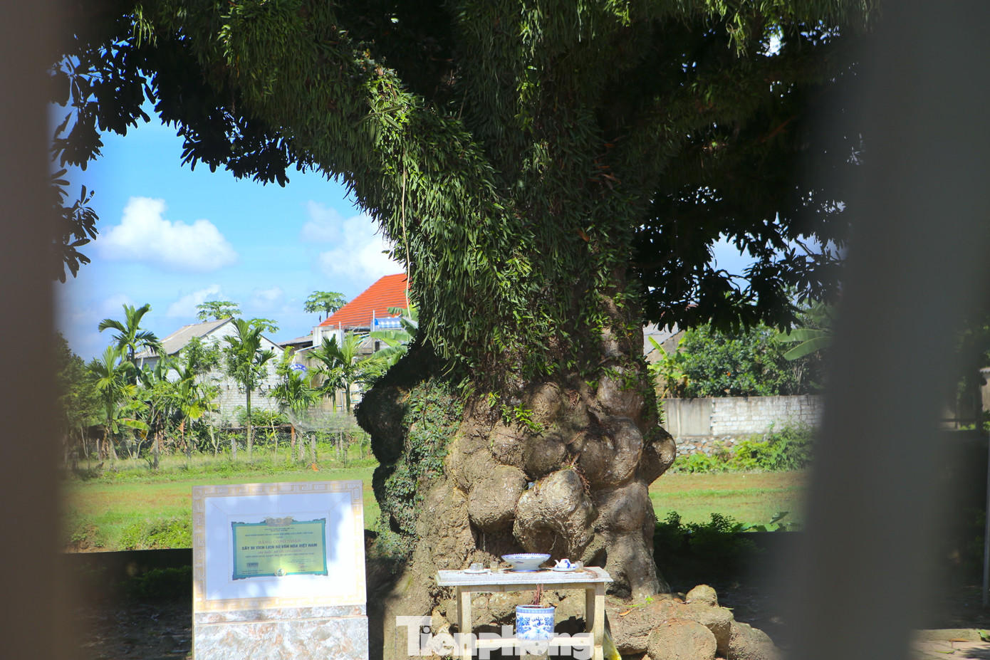 Theo lãnh đạo xã Hoà Lạc, trong thời kỳ chiến tranh, dưới tán cây trôi đã diễn ra nhiều cuộc họp trọng đại bàn việc nước, việc làng của các bậc cao niên trong vùng về kế hoạch chống kẻ địch xâm lược...