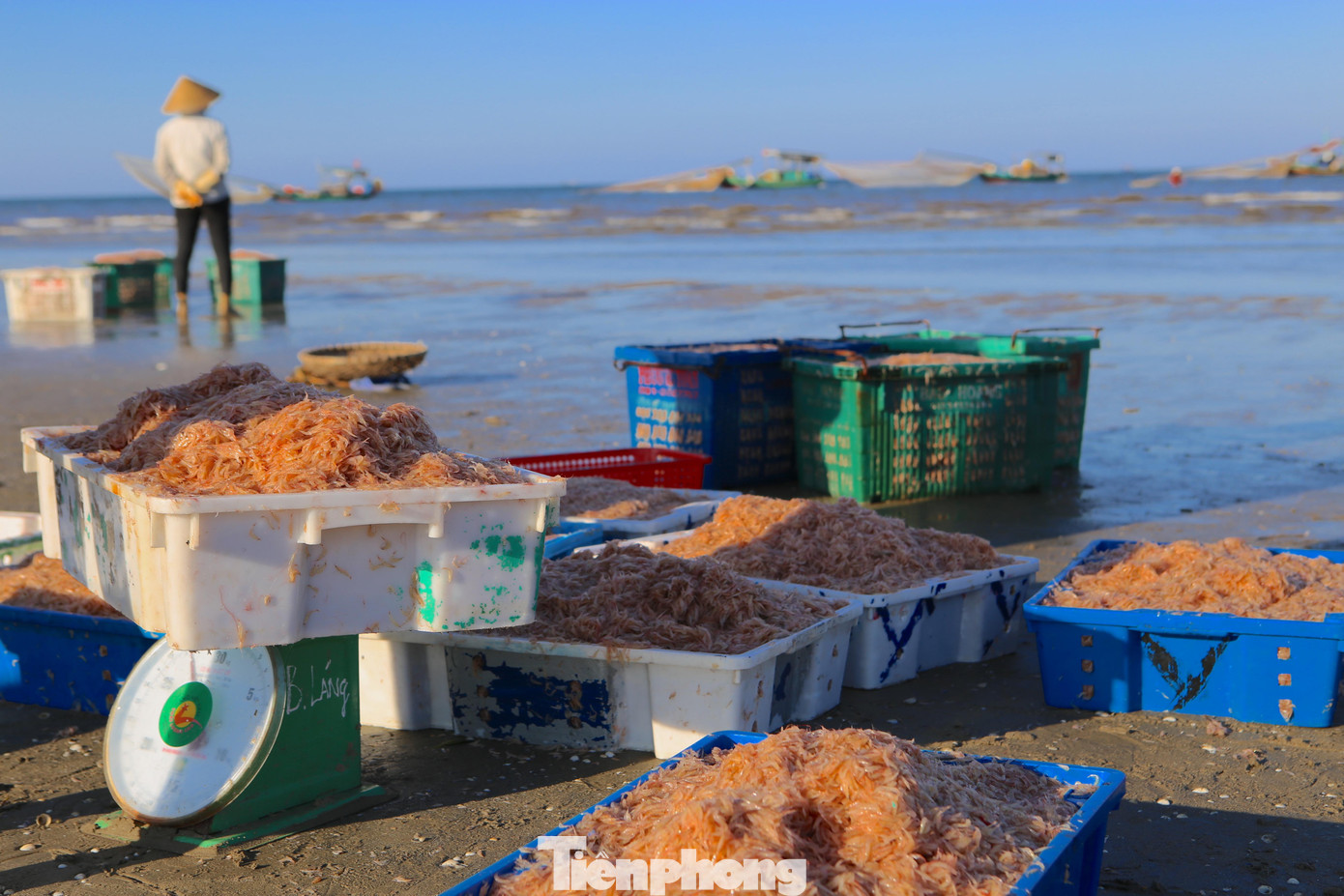 3 ngày qua tàu thuyền đánh bắt ruốc ra khơi liên tiếp, thuyền nhỏ thu về từ 5-7 tạ ruốc, có thuyền lớn thu từ 1,5- 2 tấn ruốc.