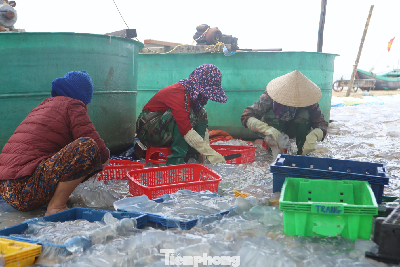 Người dân dùng dao để cắt phần thân, phần chân chia thành từng phần để ngâm với nước trước khi cho vào sơ chế để bán ra thị trường.