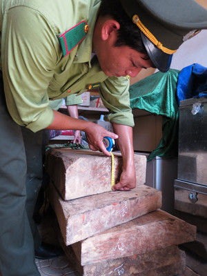 Lực lượng chức năng chỉ bắt giữ được rất ít so với lượng gỗ sưa lâm tặc đốn hạ
