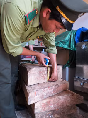 Lực lượng chức năng chỉ bắt giữ được rất ít so với lượng gỗ sưa lâm tặc đốn hạ