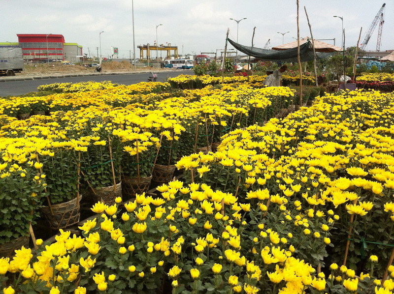 Hoa của ông Lê Văn Út mới bán được chừng 30%