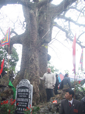 Cây gạo 1.000 năm tuổi do chính Quỳnh Trân Công chúa trồng ở Đền Mõ, Hải Phòng. Cây gạo 1.000 năm tuổi do chính Quỳnh Trân Công chúa trồng ở Đền Mõ, Hải Phòng