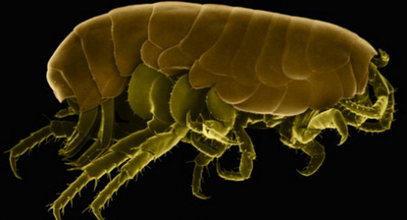 Marlene Thielecke đã nuôi bọ chét trong bàn chân mình suốt 2 tháng để tiến hành nghiên cứu. Marlene Thielecke đã nuôi bọ chét trong bàn chân mình suốt 2 tháng để tiến hành nghiên cứu