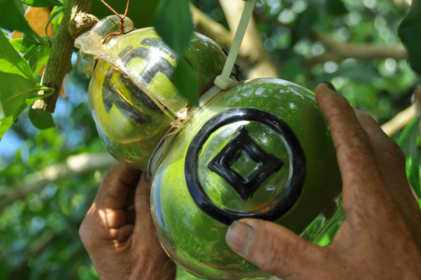 Vườn đào tiên trăm triệu của lão nông miền Tây ảnh 11