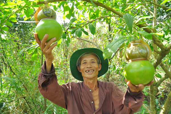 Vườn đào tiên trăm triệu của lão nông miền Tây ảnh 7