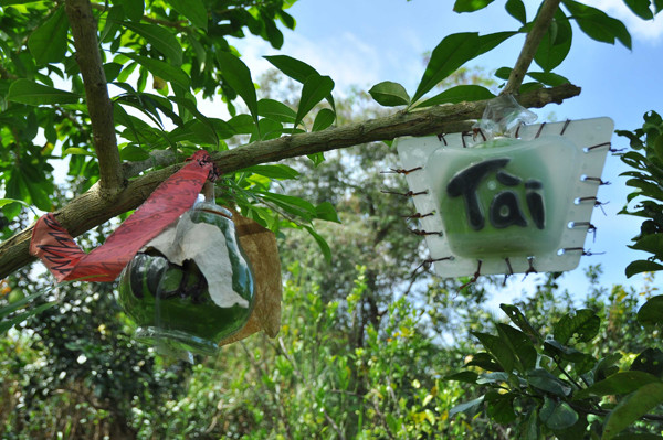 Vườn đào tiên trăm triệu của lão nông miền Tây ảnh 4