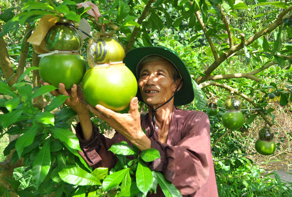 Vườn đào tiên trăm triệu của lão nông miền Tây ảnh 9