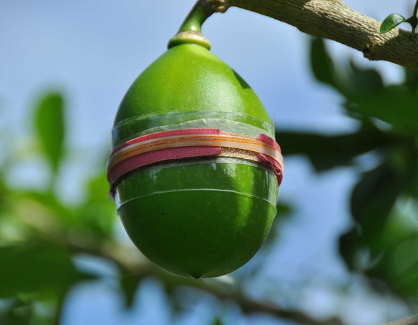 Vườn đào tiên trăm triệu của lão nông miền Tây ảnh 3