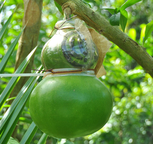 Vườn đào tiên trăm triệu của lão nông miền Tây ảnh 8