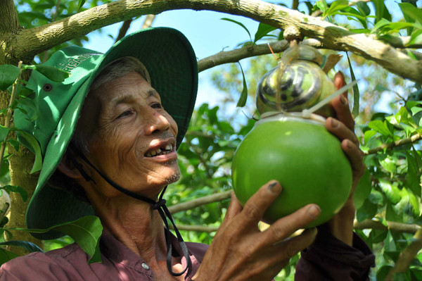 Vườn đào tiên trăm triệu của lão nông miền Tây ảnh 1