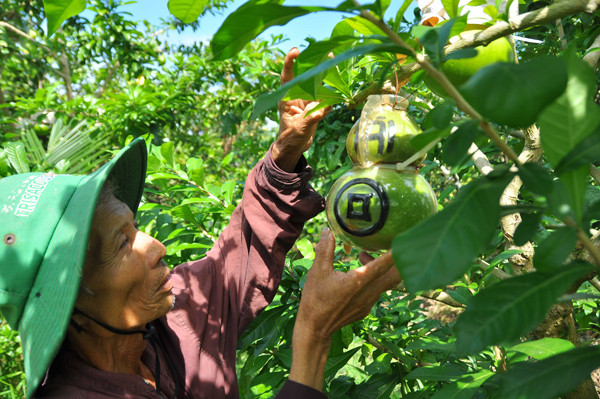 Vườn đào tiên trăm triệu của lão nông miền Tây ảnh 10