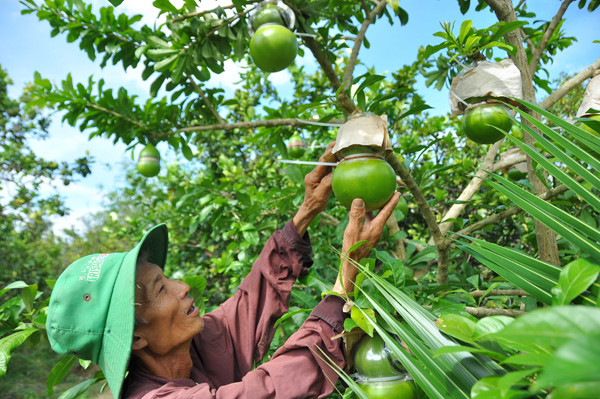 Vườn đào tiên trăm triệu của lão nông miền Tây ảnh 5