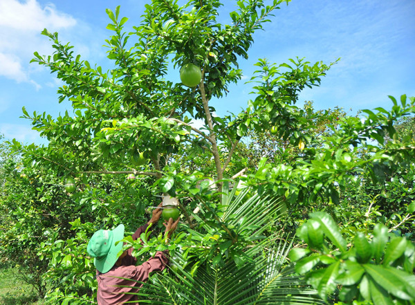Vườn đào tiên trăm triệu của lão nông miền Tây ảnh 2