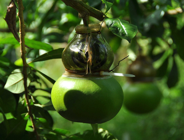 Vườn đào tiên trăm triệu của lão nông miền Tây ảnh 13