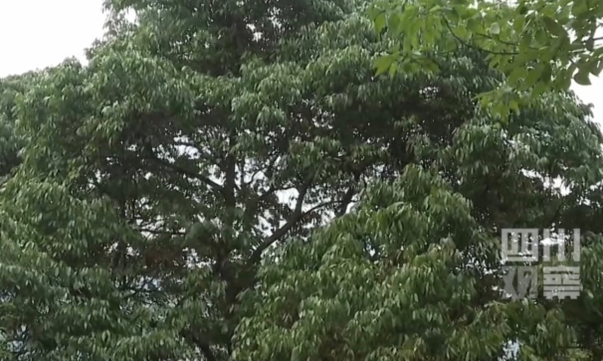 Cây vải cổ thụ ở Tứ Xuyên. Ảnh: Hoàn cầu Thời báo Cây vải cổ thụ ở Tứ Xuyên. Ảnh: Hoàn cầu Thời báo