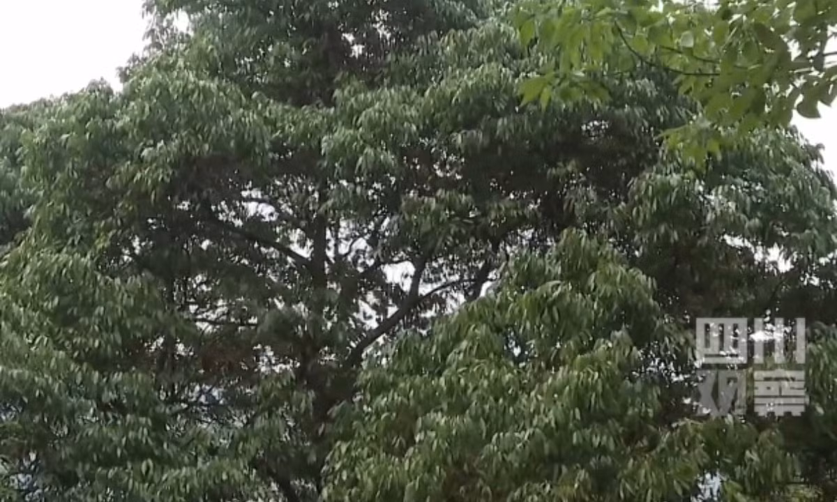 Cây vải cổ thụ ở Tứ Xuyên. Ảnh: Hoàn cầu Thời báo