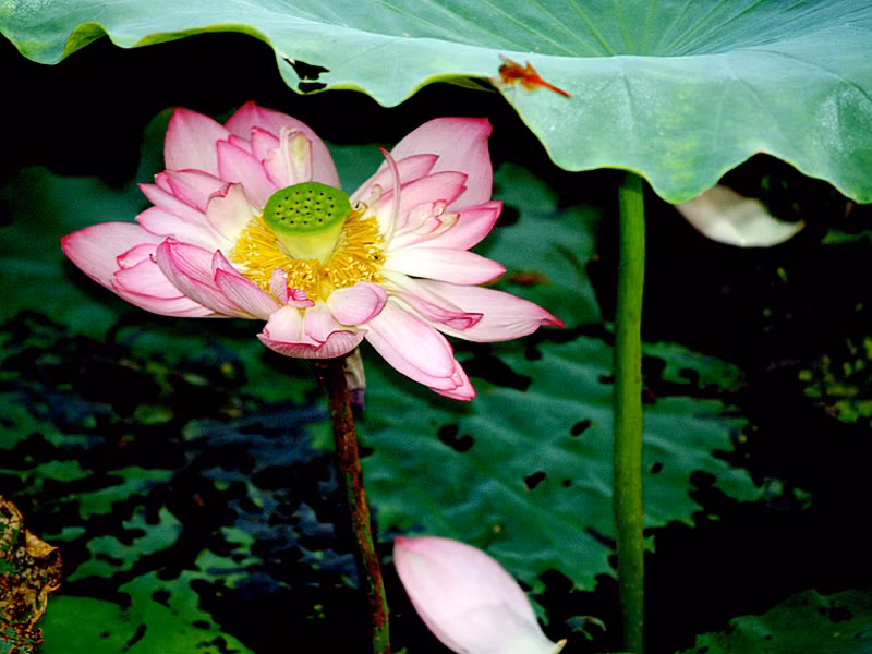 Sen bách cánh Tây Hồ 