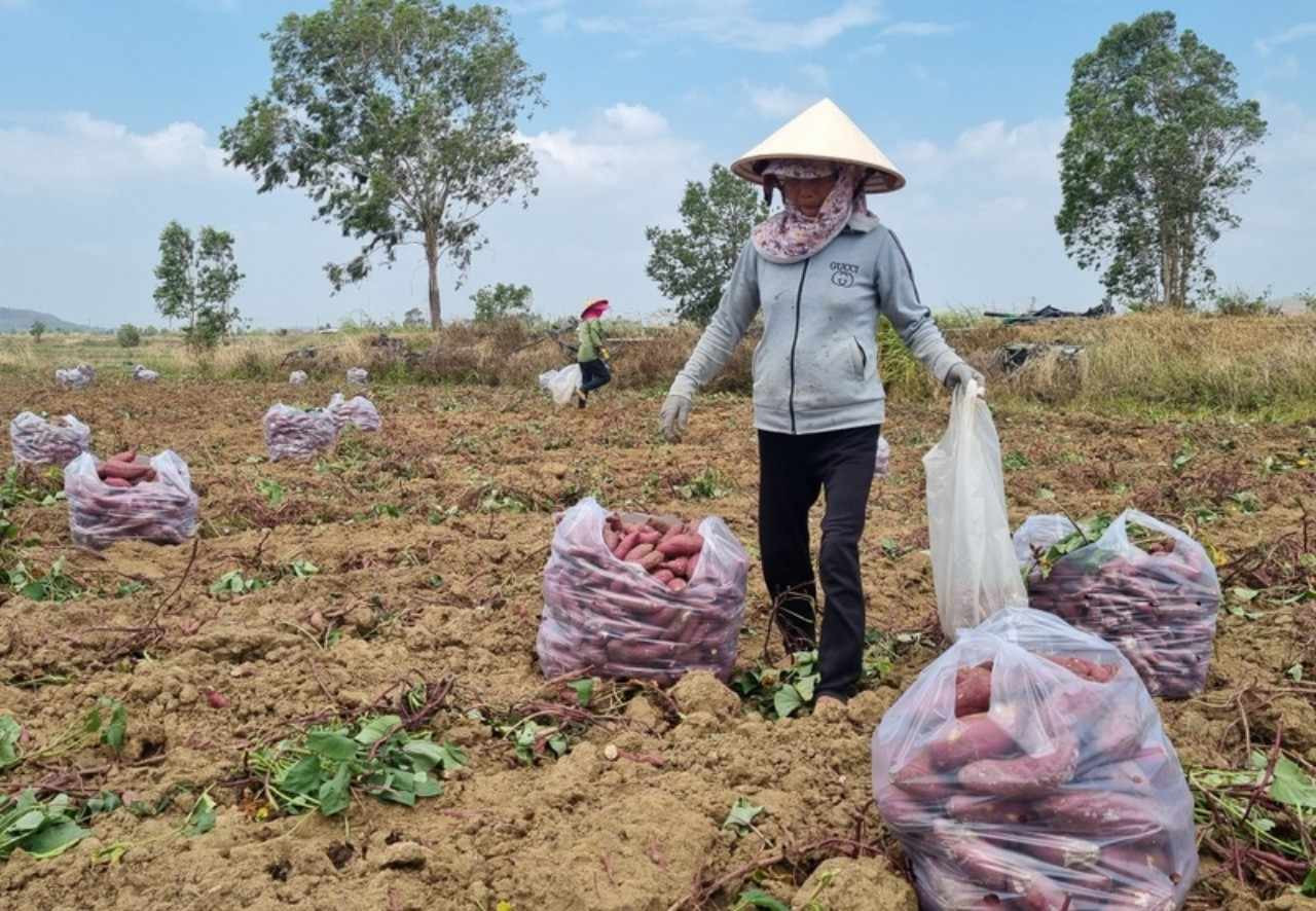 Khoai lang Nhật được trồng rất nhiều ở Tây Nguyên