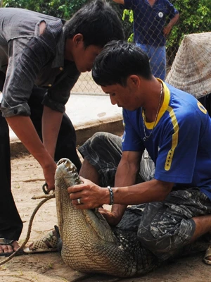 Bắt cá sấu sổng chuồng