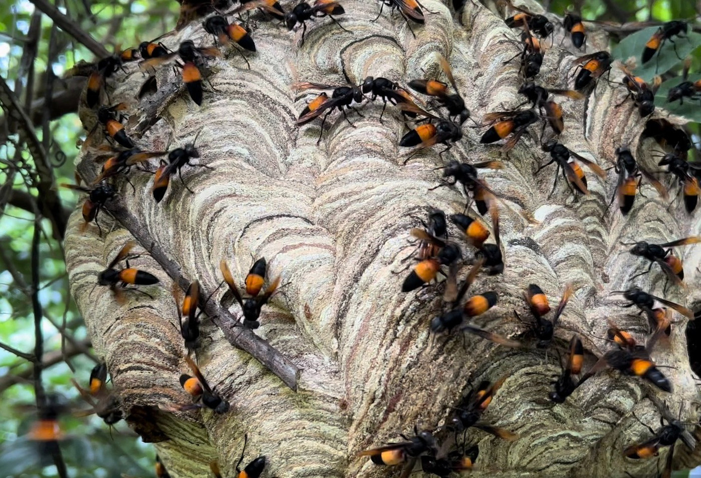 Nọc độc của ong vò vẽ có thể gây ra những biến chứng nghiêm trọng đe dọa tính mạng nếu không được điều trị kịp thời (ảnh minh họa) Nọc độc của ong vò vẽ có thể gây ra những biến chứng nghiêm trọng đe dọa tính mạng nếu không được điều trị kịp thời (ảnh minh họa)