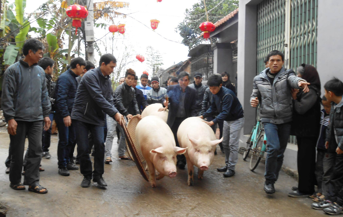 Khoảng 13h, các thanh niên trai tráng cùng nhau đón “ông lợn” về nhà đăng cai của mỗi xóm