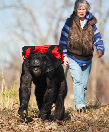 Savage-Rumbaugh và "học trò" Kanzi trong chuyến dã ngoại. . Savage-Rumbaugh và