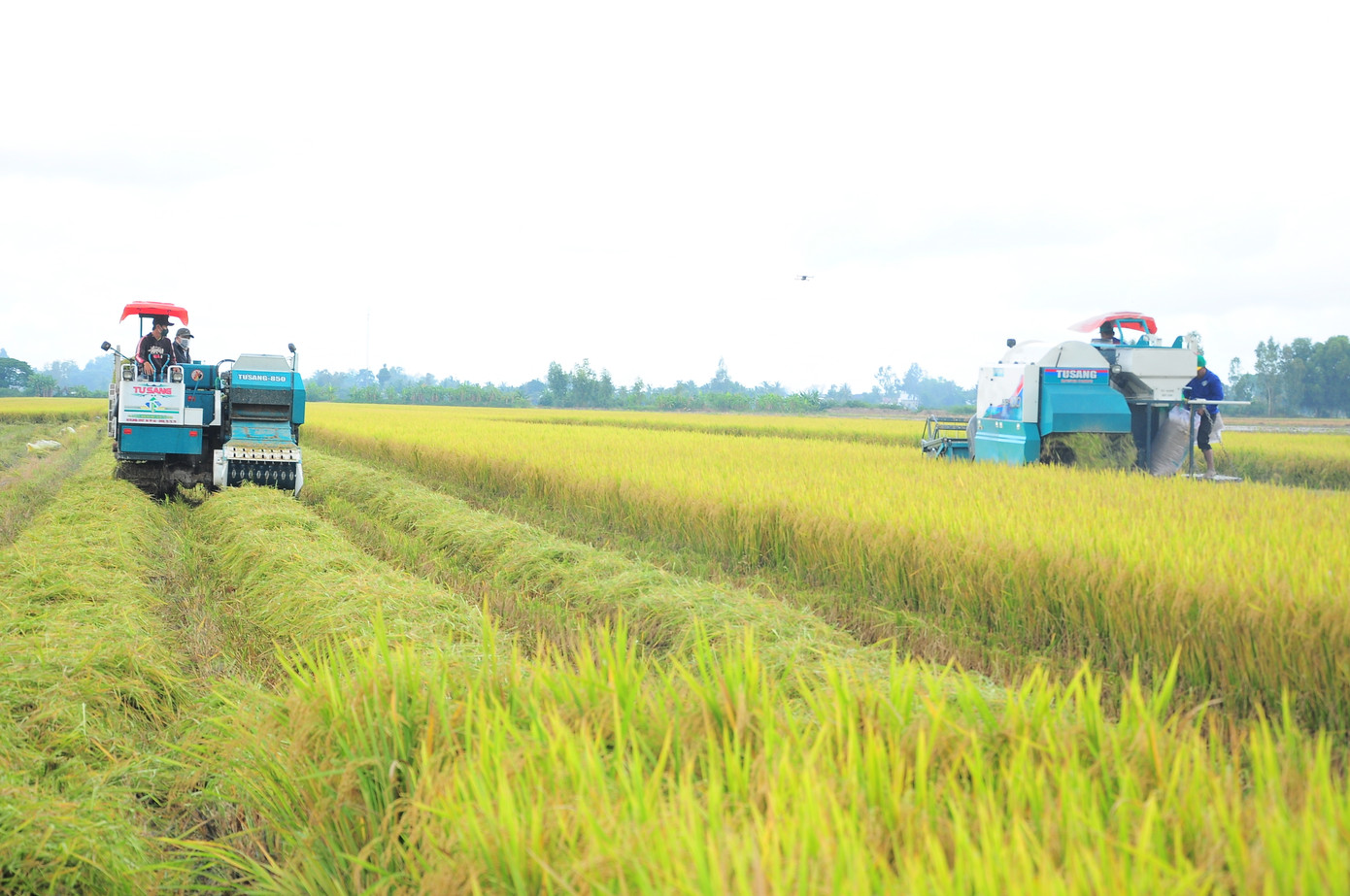 Thu hoạch lúa tại cánh đồng thực hiện Đề án 1 triệu ha Thu hoạch lúa tại cánh đồng thực hiện Đề án 1 triệu ha