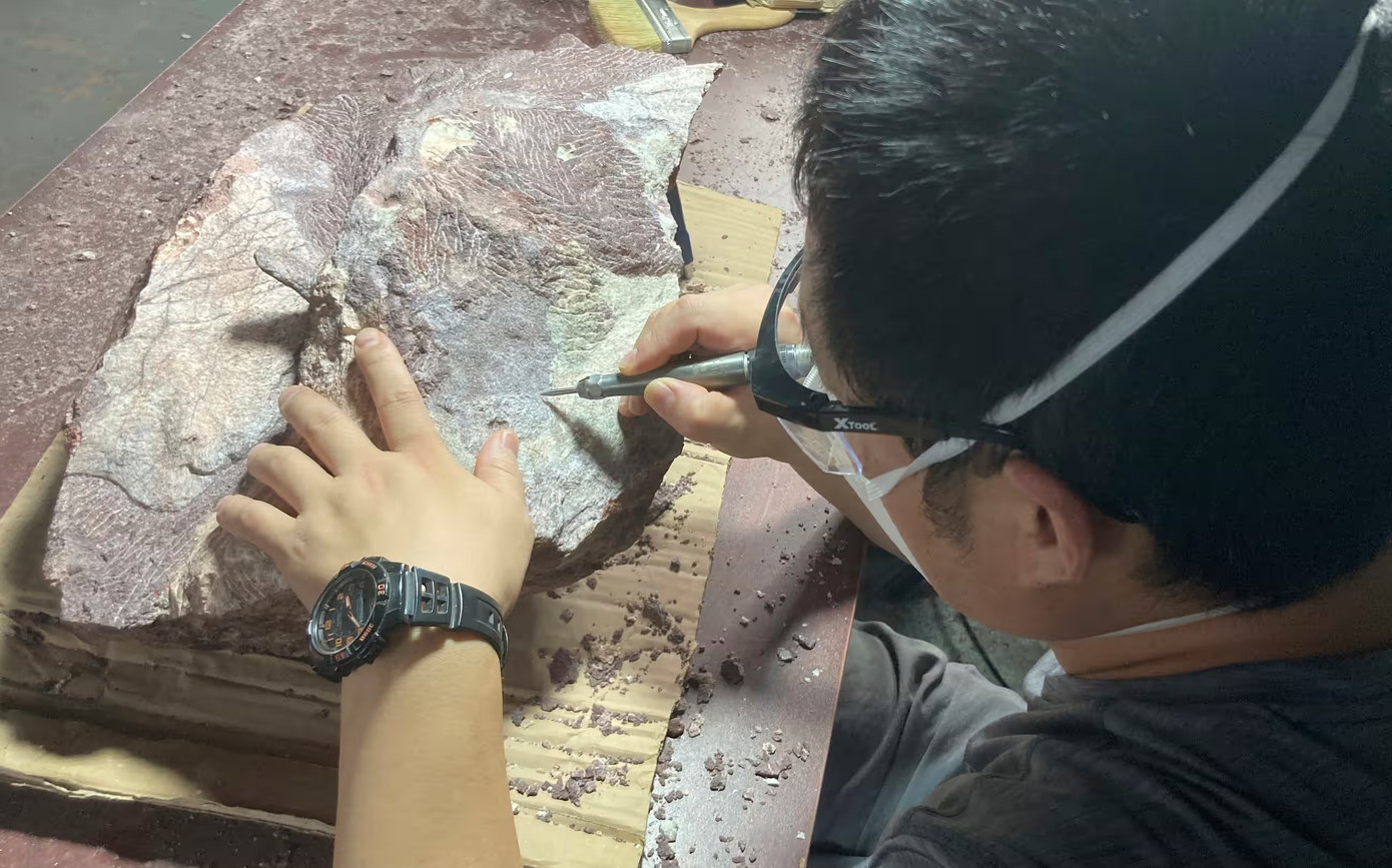 Một chuyên gia làm sạch tảng đá chứa hóa thạch xương khủng long, được phát hiện ở đảo Port của Hồng Kông
