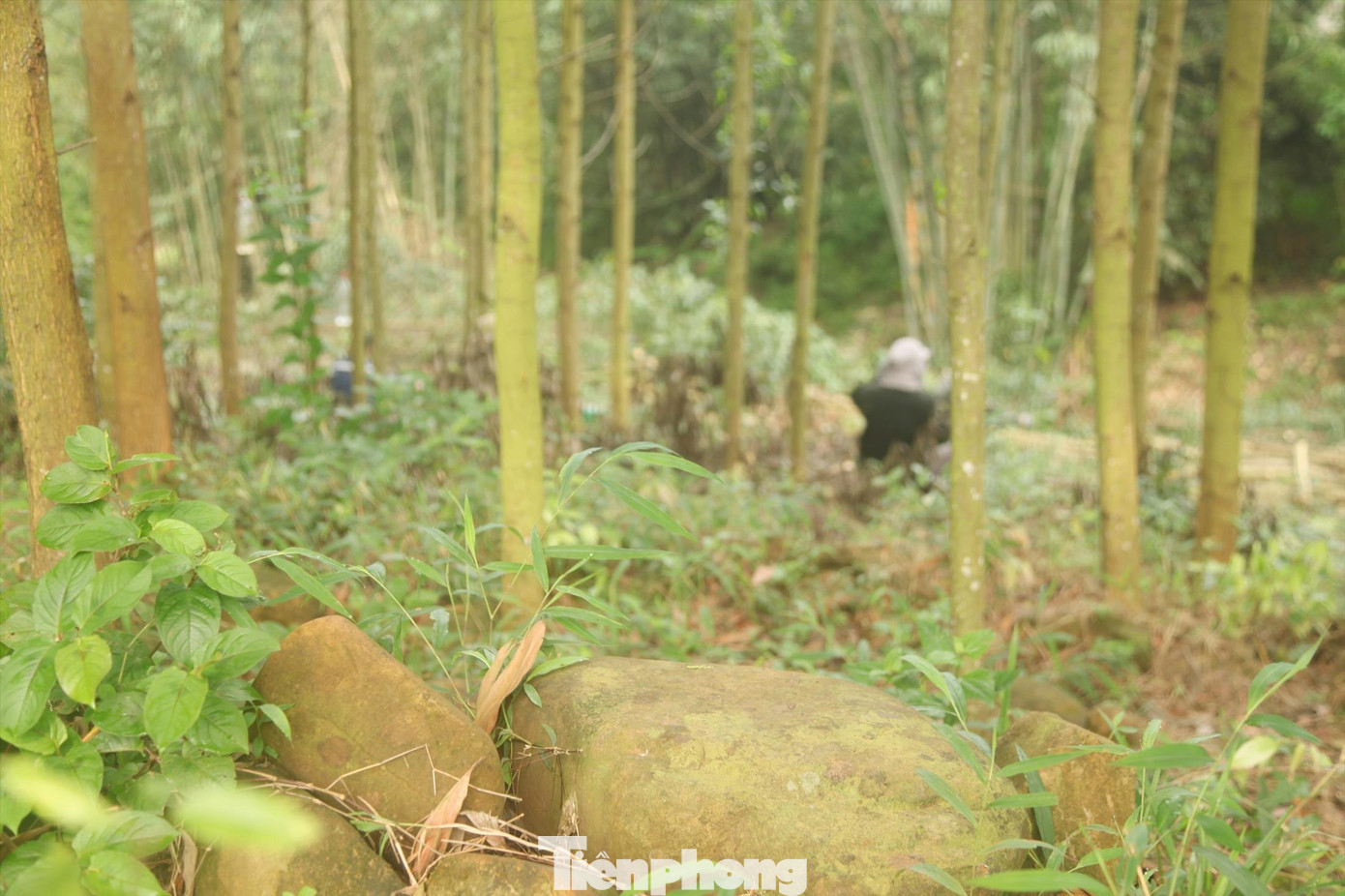 Khu vực được cho là nơi người già ở bản Rỏn phát hiện ra hòn đá đĩ và đem cất giấu