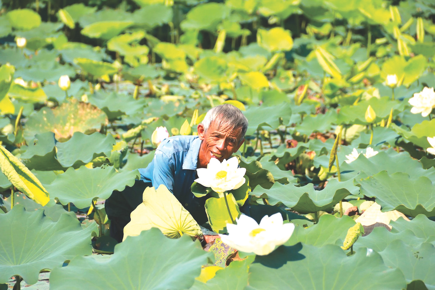Tháng 6, những đầm sen lớn ở Đồng Môn, Thạch Hưng, Thạch Linh, Văn Yên… của thành phố Hà Tĩnh như tỏa sáng rực rỡ hơn bởi những sắc màu trù phú, thơm ngát tỏa ra từ các chủng sen khác nhau