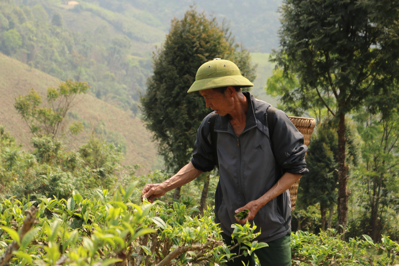 Ðồi chè của gia đình ông Dềnh Vả Hùa