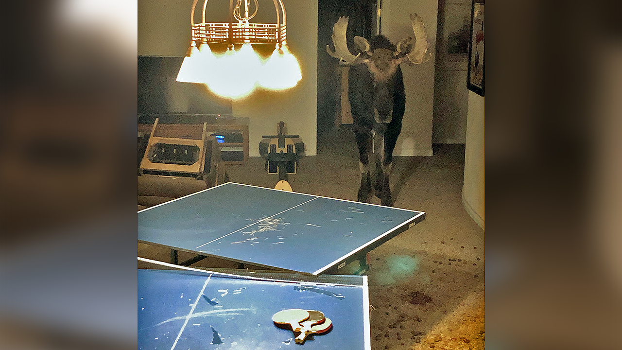 Con nai sừng tấm đứng trong tầng hầm