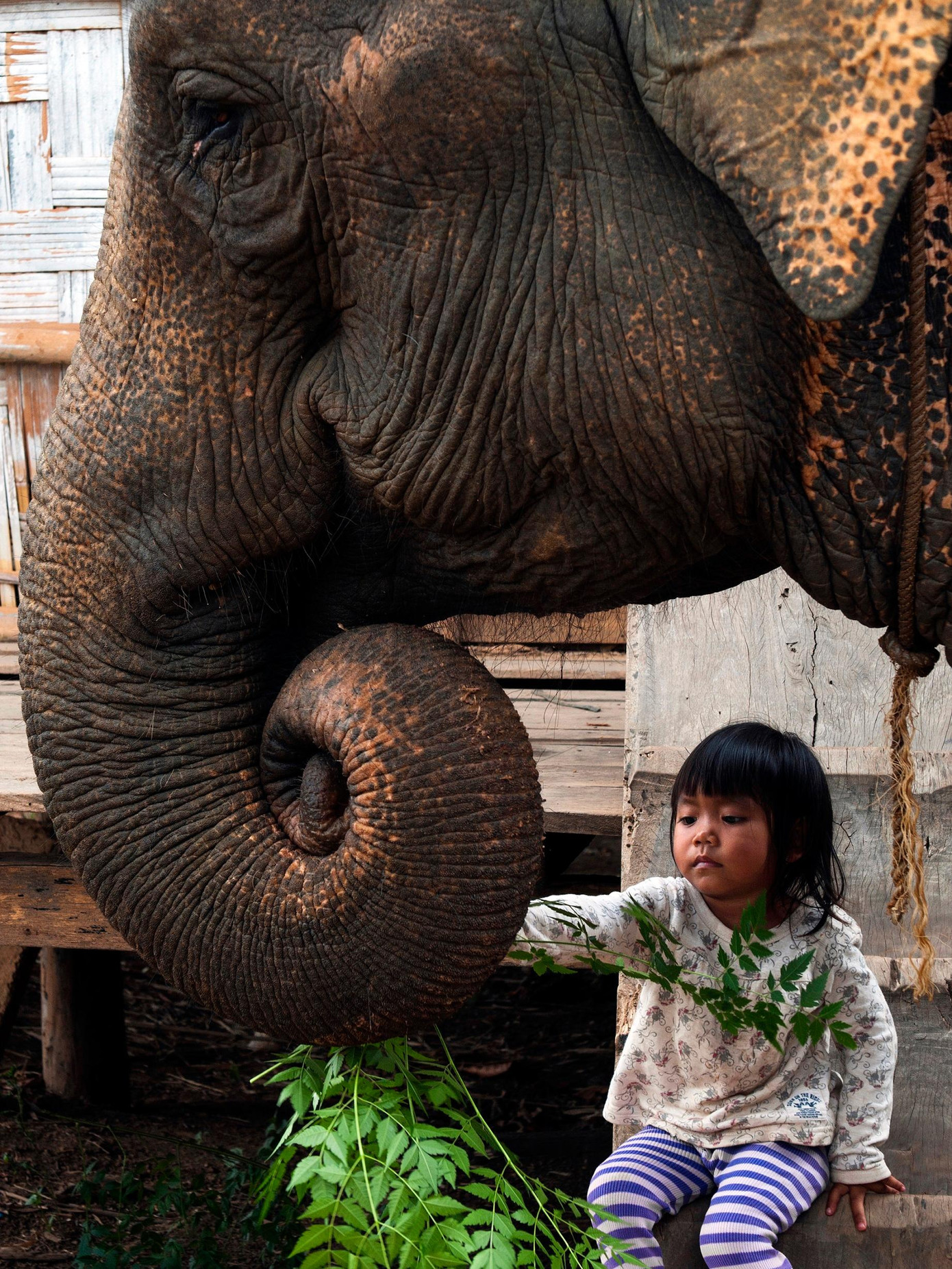 Ðàn voi nhà cần được bảo vệ để con cháu đời sau còn biết đến voi. Ảnh: Duy Thương Ðàn voi nhà cần được bảo vệ để con cháu đời sau còn biết đến voi. Ảnh: Duy Thương