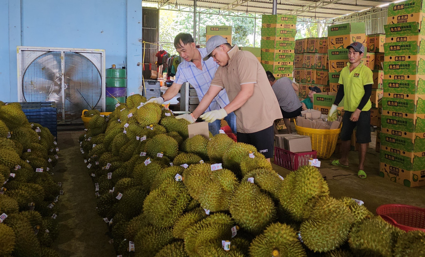 Sầu riêng được tập kết tại kho để xử lý, phân loại, đóng gói xuất khẩu. Ảnh: Huỳnh Thủy Sầu riêng được tập kết tại kho để xử lý, phân loại, đóng gói xuất khẩu. Ảnh: Huỳnh Thủy