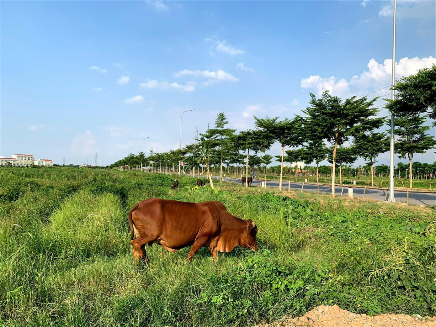Luật Đất đai (sửa đổi) có nhiều quy định hạn chế tình trạng quy hoạch “treo”. Ảnh: Như Ý Luật Đất đai (sửa đổi) có nhiều quy định hạn chế tình trạng quy hoạch “treo”. Ảnh: Như Ý