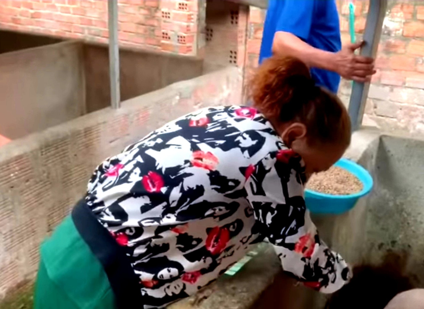 Siu Black cho heo ăn Siu Black cho heo ăn