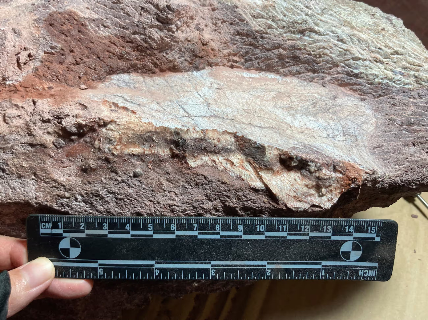 Hóa thạch này thuộc về một loài khủng long chưa được xác định