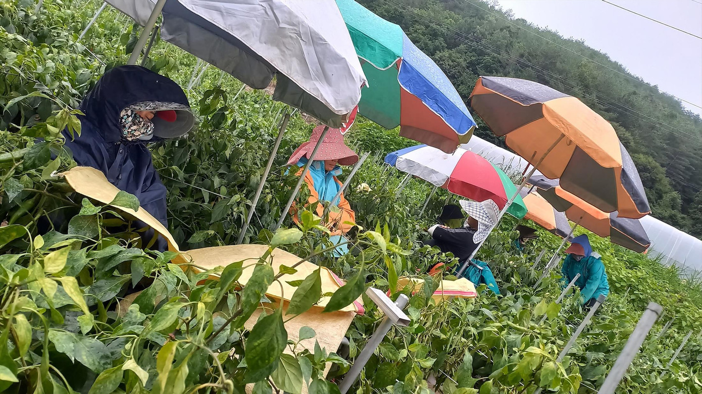 Nông dân Hòa Vang thu hoạch nông sản trong trang trại ở quận Yeongyang (tỉnh Gyeongsangbuk, Hàn Quốc). Ảnh: P.M