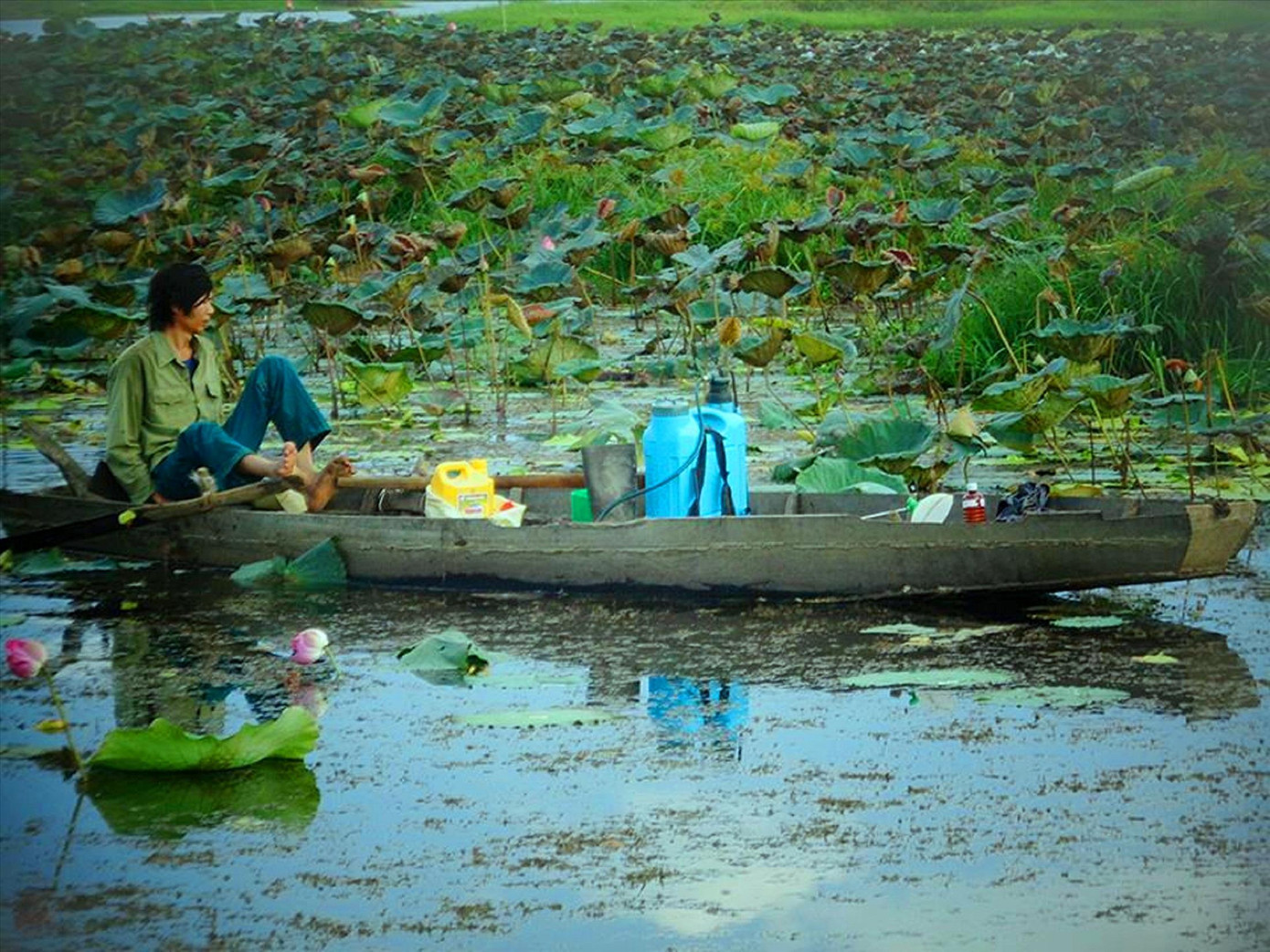 Người dân chèo thuyền hái gương sen