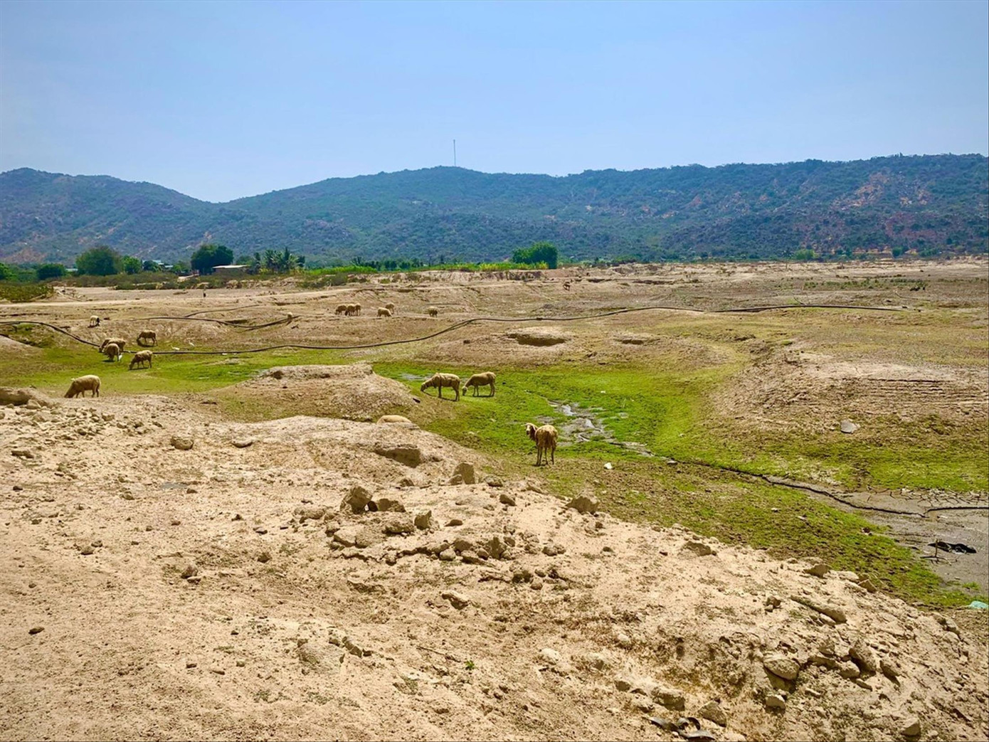 Nhiều hồ chứa nước tại Ninh Thuận đang cạn khô khiến người dân thiếu nước tưới cây trồng Nhiều hồ chứa nước tại Ninh Thuận đang cạn khô khiến người dân thiếu nước tưới cây trồng