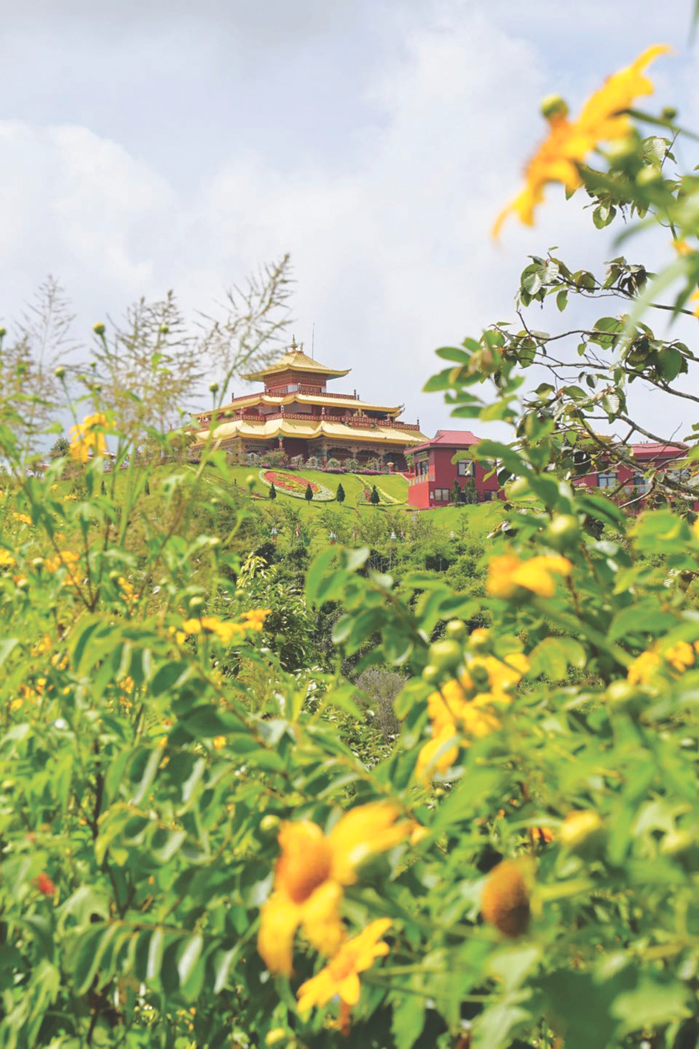 Dịp này, du khách đến Samten Hills Dalat còn được ngắm hoa dã quỳ vàng rực, một biểu tượng cho sức sống mãnh liệt nơi núi rừng